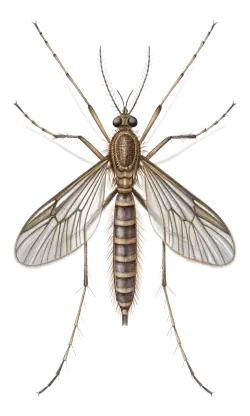 Imagen PNG para descargar